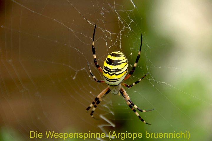 20180804_173045_Wespenspinne.jpg