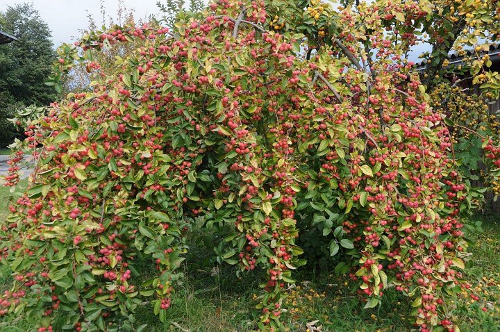 20181004_223403_Herbst_LP.jpg