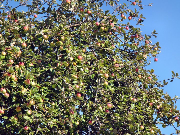 20181013_130502_Herbst_HG.JPG