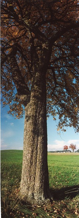 20181016_084556_Herbst_DD.jpg
