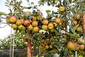 20180912_210343_02_Herbst_LP