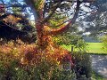 20181013_141154_Herbst_HG