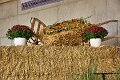 20190825_Hofroas_011