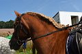 20190825_Hofroas_015