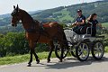 20190825_Hofroas_026