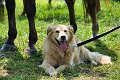 20190825_Hofroas_028
