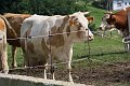 20190825_Hofroas_055