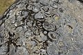 20190418_124139_SchiederweiherRH