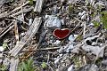 20190418_141606_SchiederweiherRH