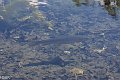 20190418_142901_SchiederweiherRH