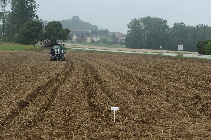 20190730_114425_Erdbeerfeld.JPG