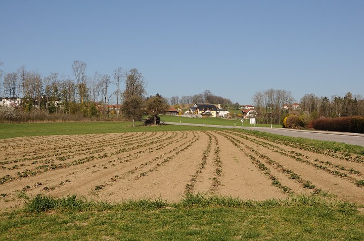 20200412_090818_Erdbeerfeld.JPG