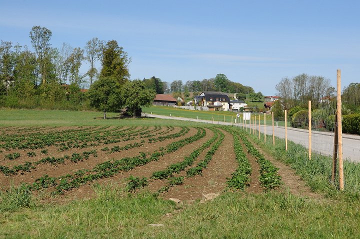 20200430_093114_Erdbeerfeld.JPG