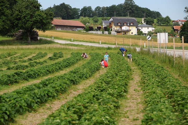 20200622_093605_Erdbeerfeld.JPG