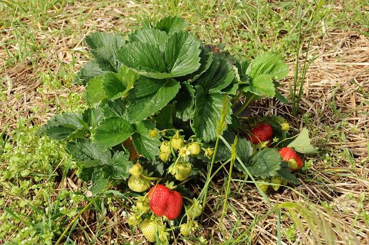 20200622_094040_Erdbeerfeld.JPG