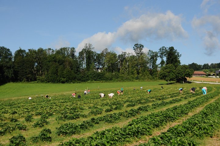 20200630_084813_Erdbeerfeld.JPG