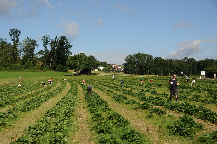 20200630_084918_Erdbeerfeld.JPG