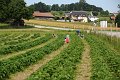 20200622_093605_Erdbeerfeld