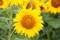 20200720_070100_Sonnenblumen