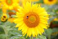 20200720_070154_Sonnenblumen