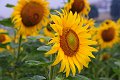 20200720_070217_Sonnenblumen