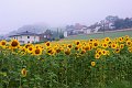 20200720_070241_Sonnenblumen