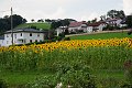 20200720_152704_Sonnenblumen