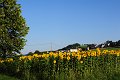 20200721_065734_Sonnenblumen