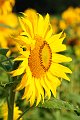 20200721_065818_Sonnenblumen