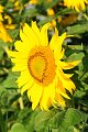 20200721_065841_Sonnenblumen