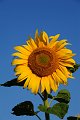 20200721_070010_Sonnenblumen