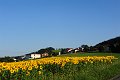 20200721_070035_Sonnenblumen