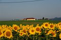 20200721_070108_Sonnenblumen