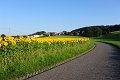 20200721_070150_Sonnenblumen