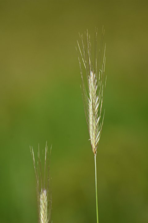 20200606_074746_Blumen_LP.jpg