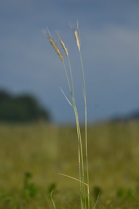20200606_074834_Blumen_LP.jpg