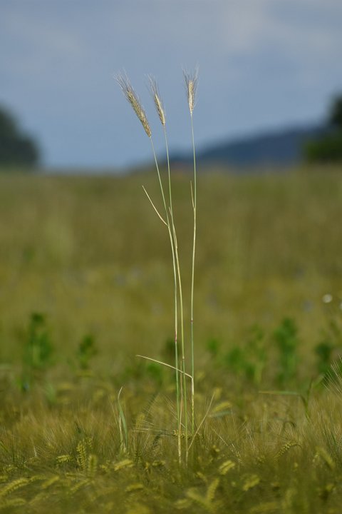 20200606_074851_Blumen_LP.jpg