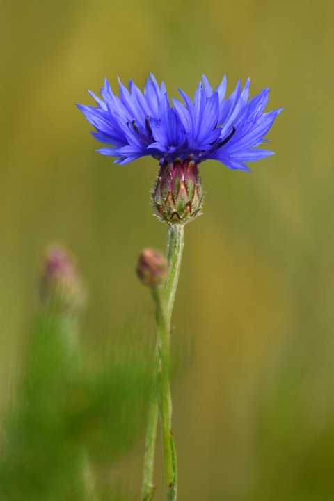 20200606_075044_Blumen_LP.jpg