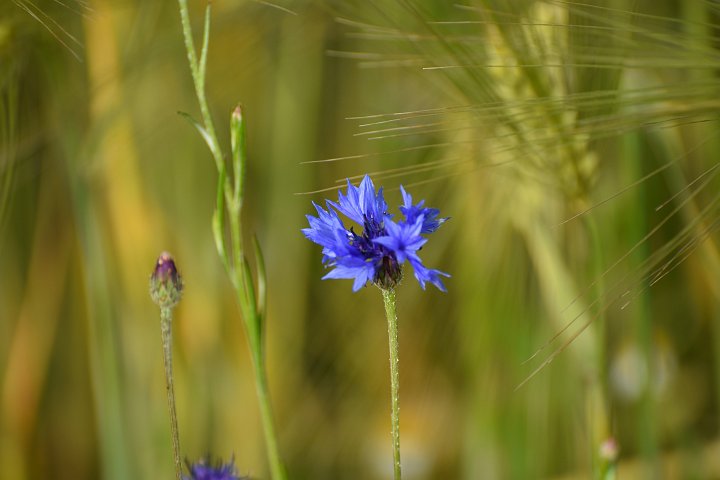 20200606_075132_Blumen_LP.jpg