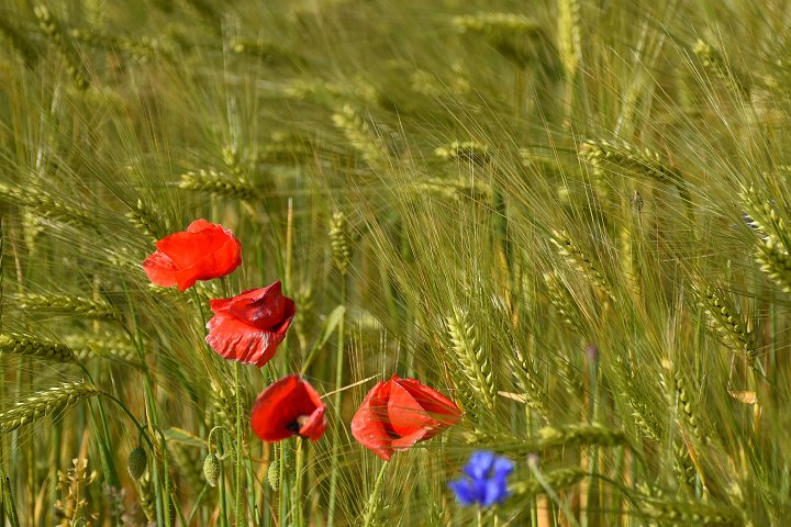 20200606_075205_Blumen_LP.jpg