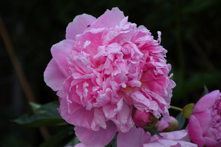 20200623_205513_Blumen_LP.jpg