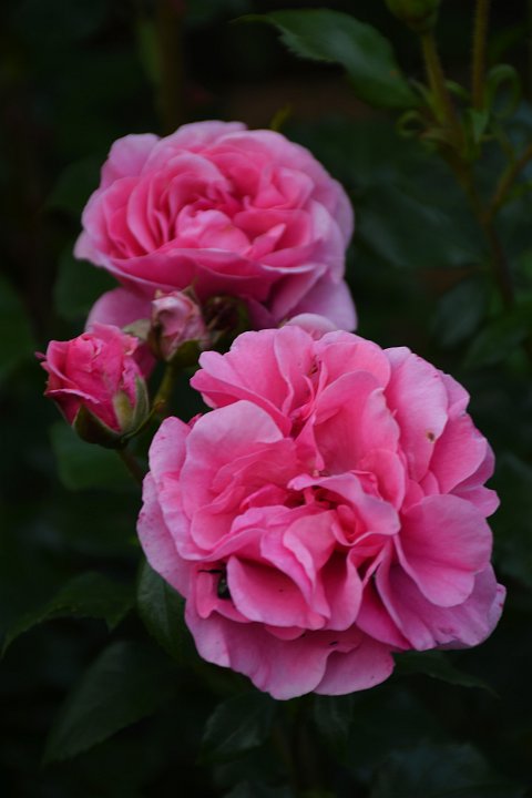 20200623_205521_Blumen_LP.jpg