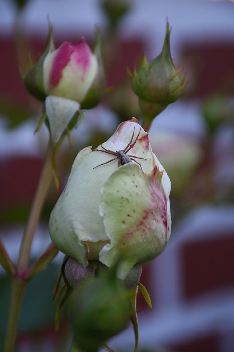 20200623_205630_Blumen_LP.jpg