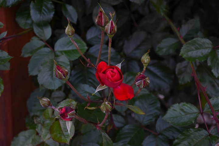 20200623_210059_Blumen_LP.jpg