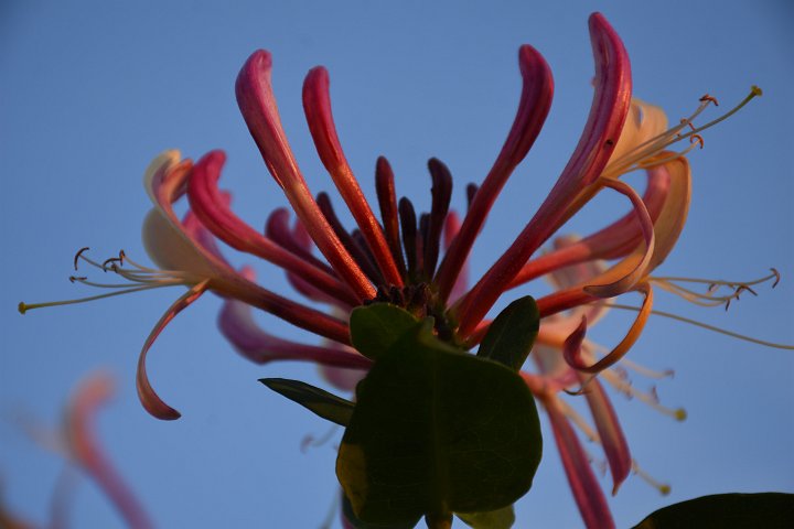 20200626_200425_Blumen_LP.jpg