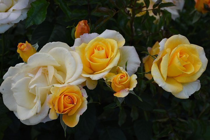20200626_200723_Blumen_LP.jpg