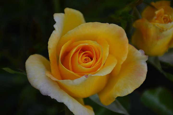 20200626_200806_Blumen_LP.jpg