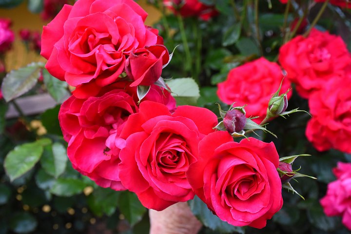 20200626_200937_Blumen_LP.jpg