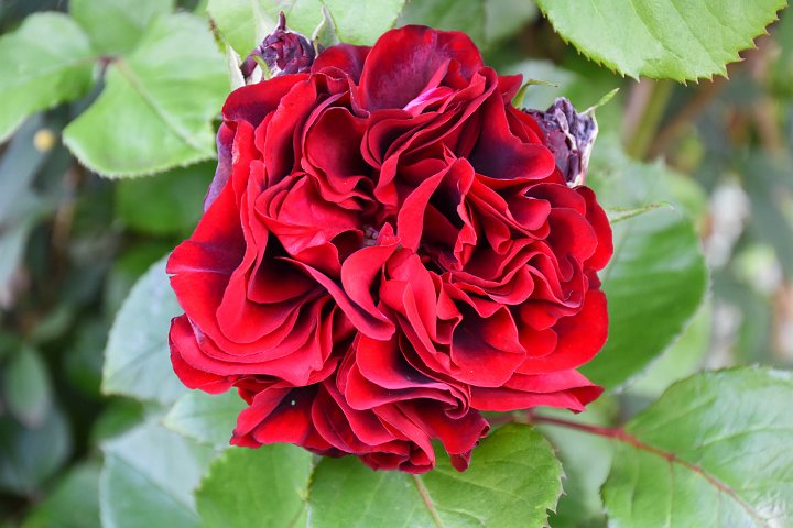 20200626_201227_Blumen_LP.jpg