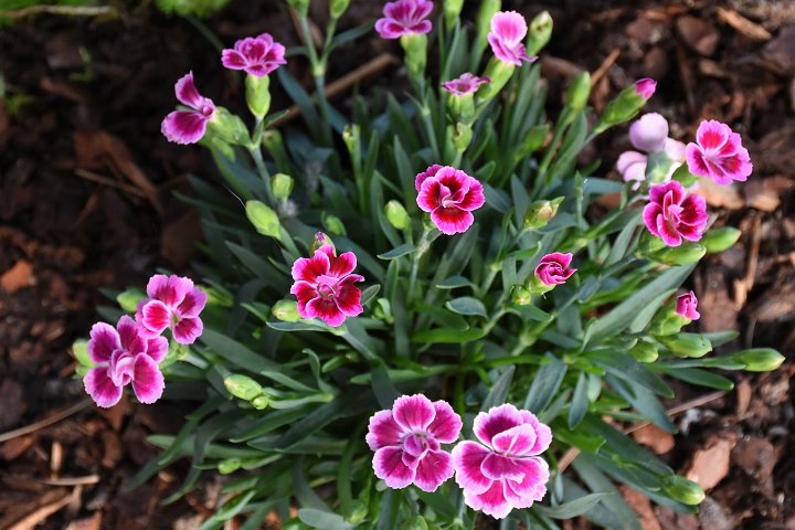 20200626_201553_Blumen_LP.jpg